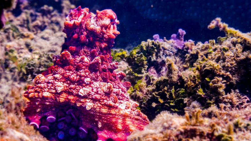 Octopus intelligence: The Smartest Creatures Revealed