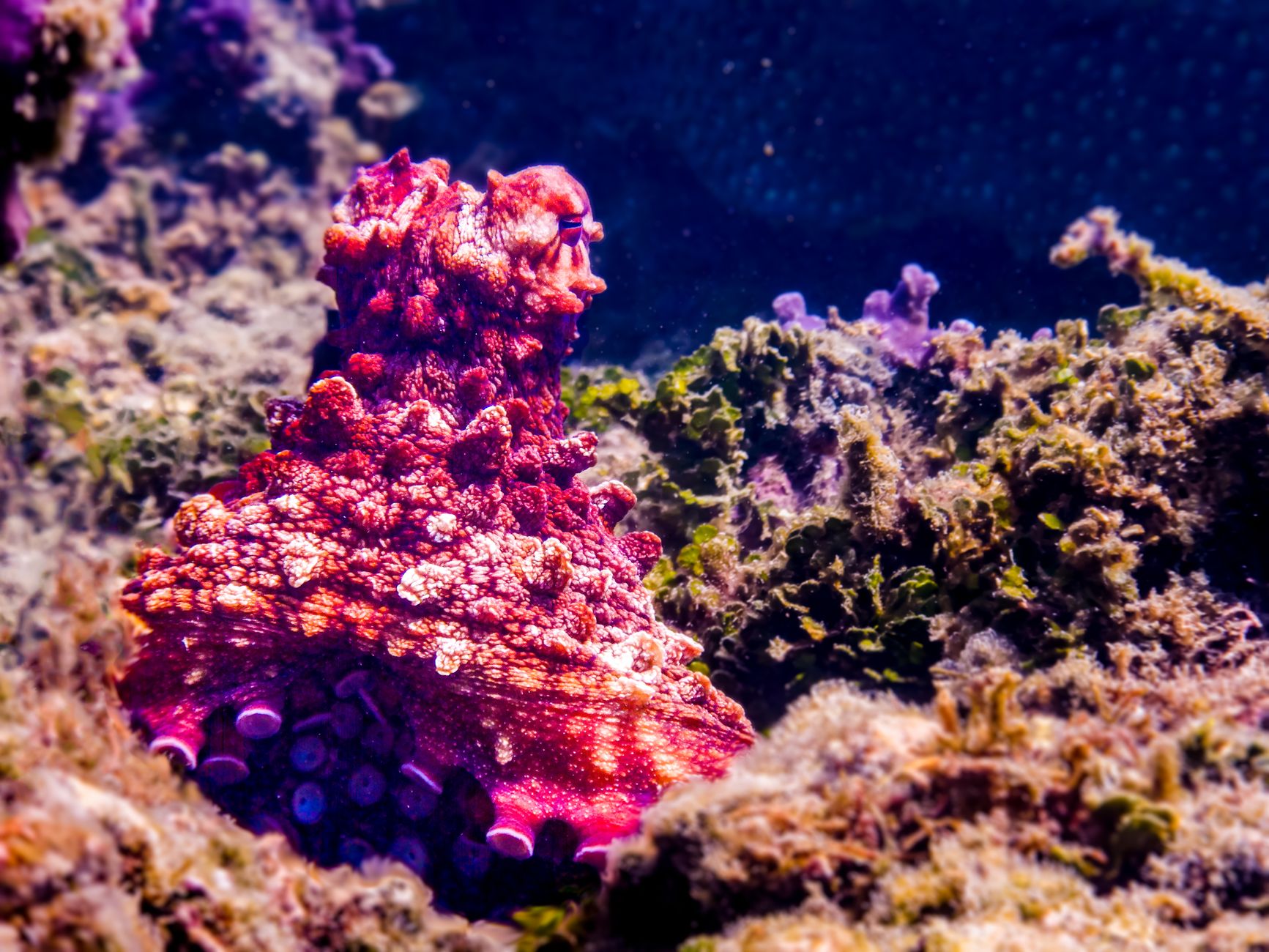 Octopus intelligence: The Smartest Creatures Revealed